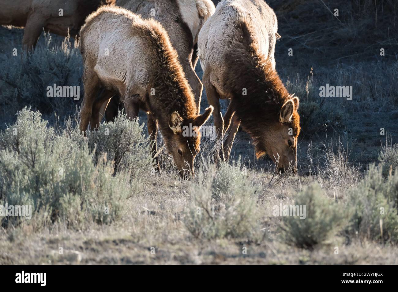 Elk dans le champ Banque D'Images