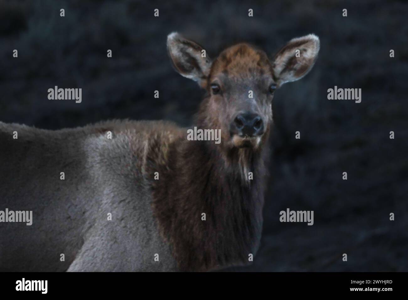 Elk dans le champ Banque D'Images