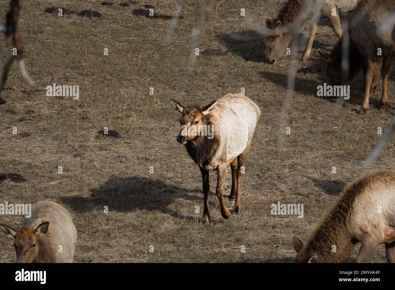 Elk dans le champ Banque D'Images