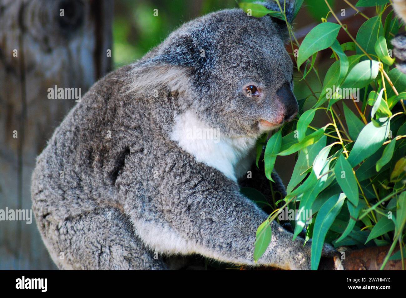 Un ours koala d'Australie grimpe dans un eucalyptus pour manger les feuilles. Banque D'Images
