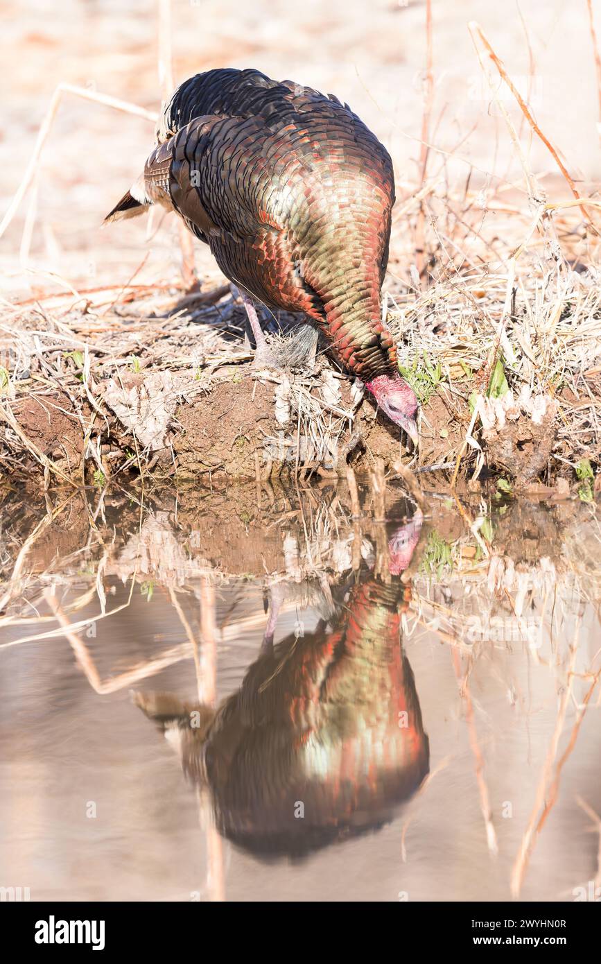 Une dinde sauvage du Rio Grande se reflète dans l'eau au refuge national Bosque del Apache, Socorro, Nouveau-Mexique Banque D'Images