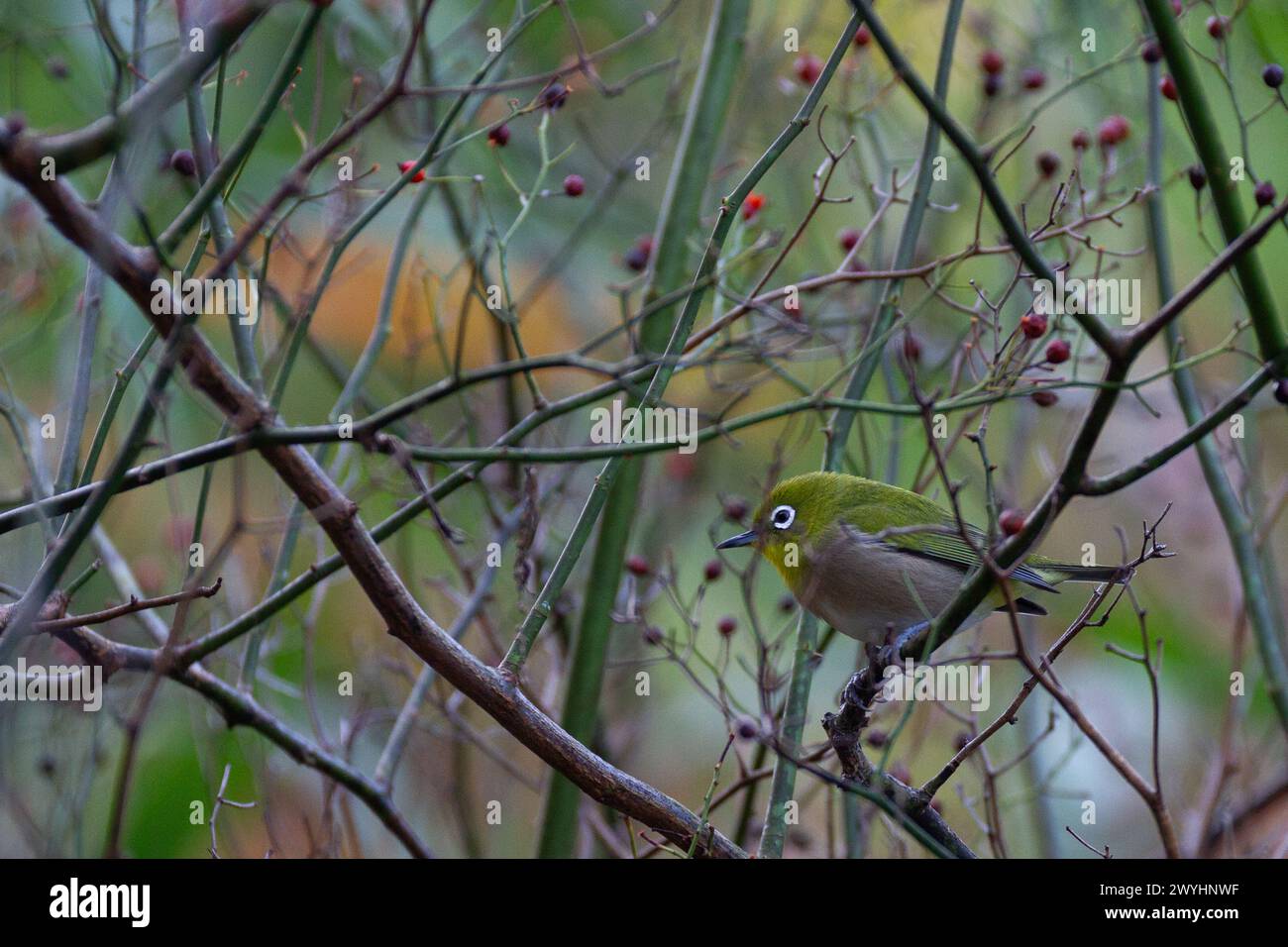 Un oeil blanc japonais ou oeil blanc névralgique, (Zosterops japonicus) en sous-bois dans un parc de Kanagawa, Japon. Banque D'Images