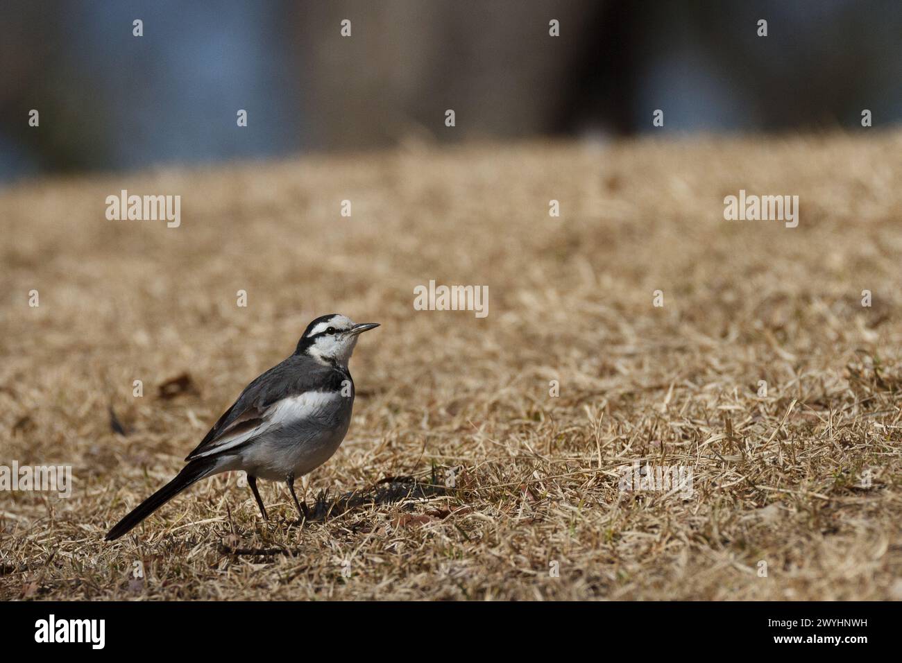 Une queue de mouche japonaise (Motacilla alba lugens) sur de l'herbe dans un parc de Kanagawa, au Japon. Banque D'Images