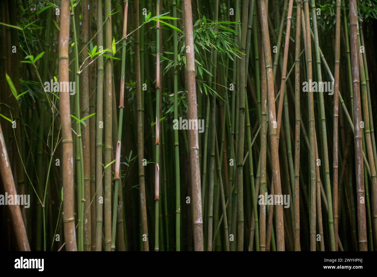 Forêt de bambous et feuillage sur la route de Hana sur l'île tropicale de Maui Hawaii Banque D'Images