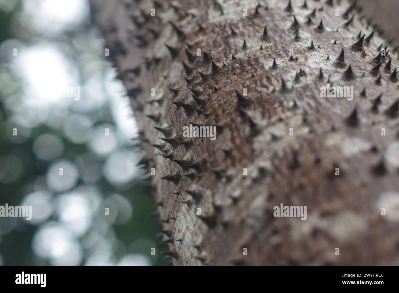 Des pointes pointues dépassent du tronc de l'arbre Sandbox, des crepitans Hura. Cet arbre vénénéneux se trouve dans la région amazonienne au Pérou Banque D'Images