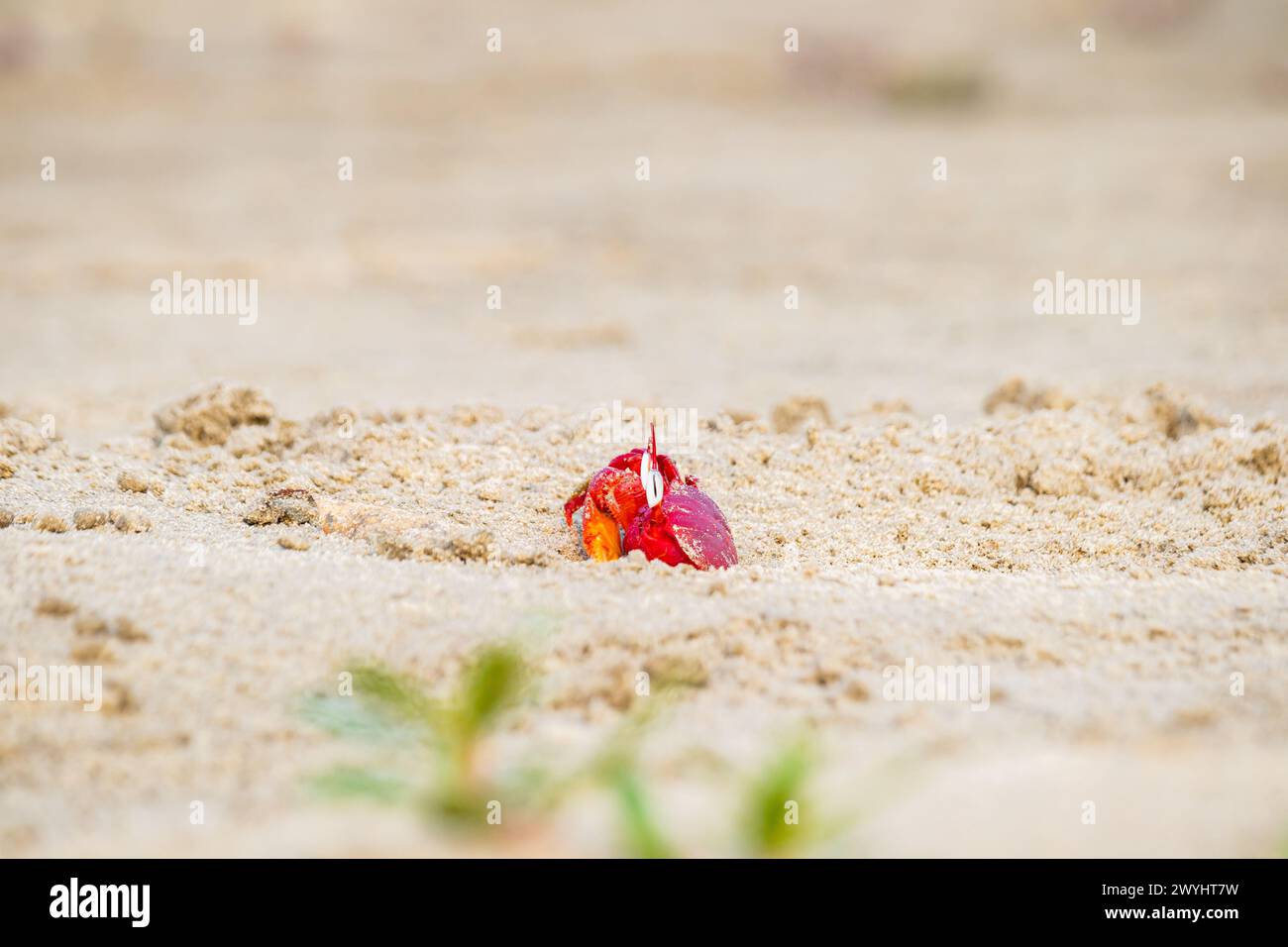 Crabe fantôme rouge ou macrocères d'ocypodes qui sortent de son terrier sablonneux pendant la journée. C'est un charbonnier qui creuse un trou à l'intérieur de plages de sable et de zones de marée Banque D'Images