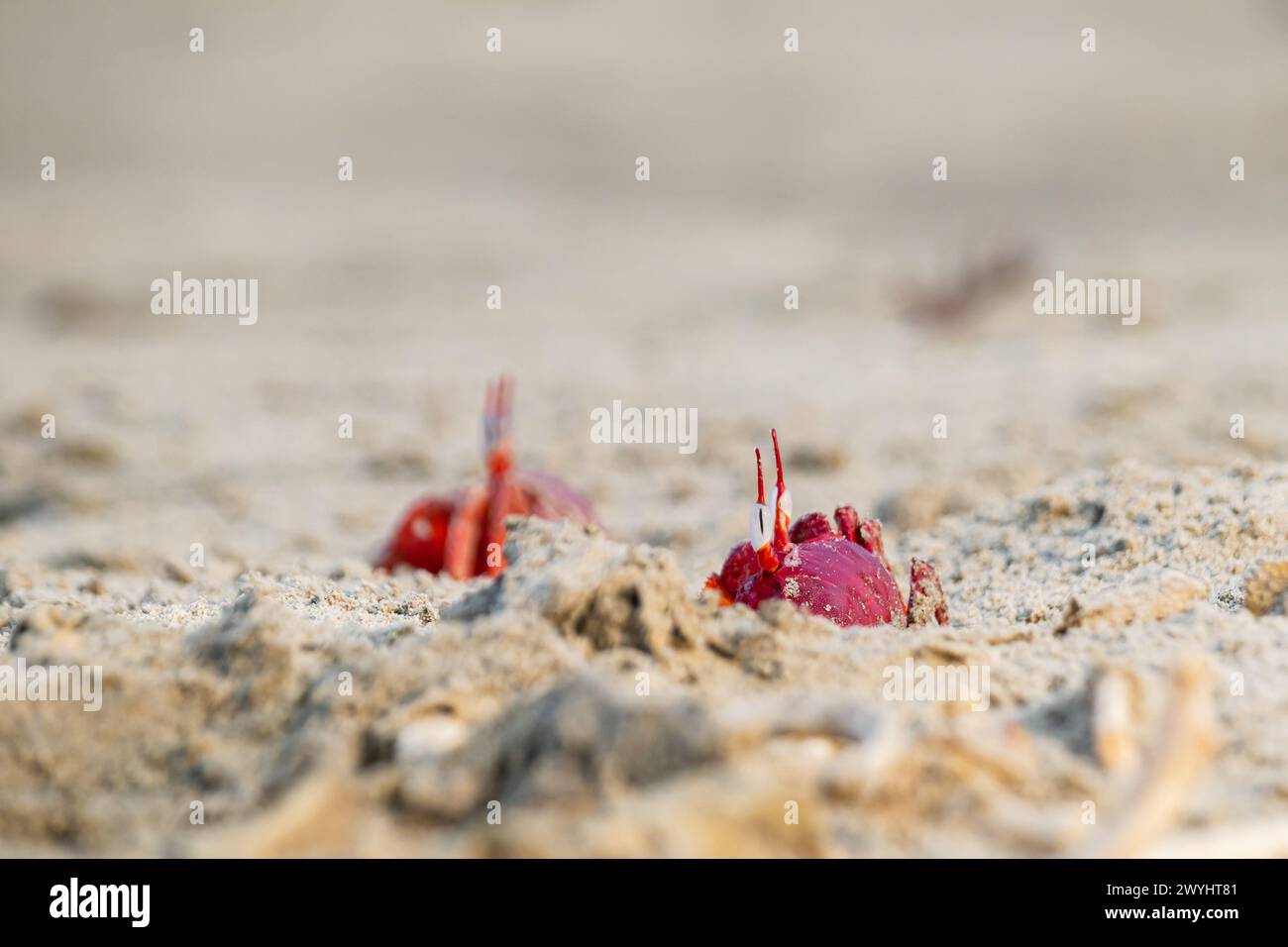 Crabes fantômes rouges ou macrocères d'ocypodes sortant de son terrier sablonneux pendant la journée. C'est un charbonnier qui creuse un trou à l'intérieur de plages de sable et de zones de marée Banque D'Images