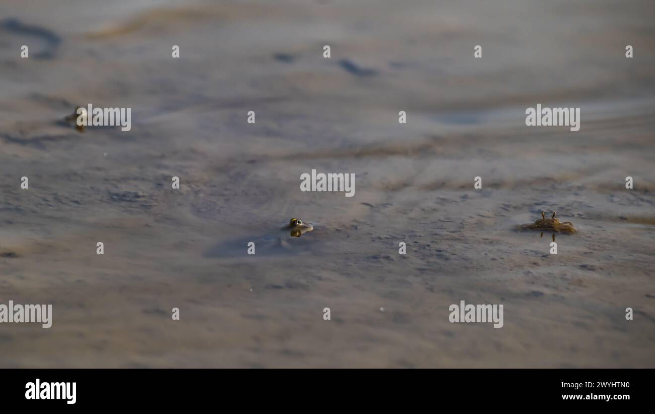 Mudskipper jetant un coup d'œil du trou de terrier avec ses yeux hors de l'eau. Cette espèce de mudskipper est connue sous le nom de mudskipper à taches bleues ou Boleophthalmus bodda Banque D'Images