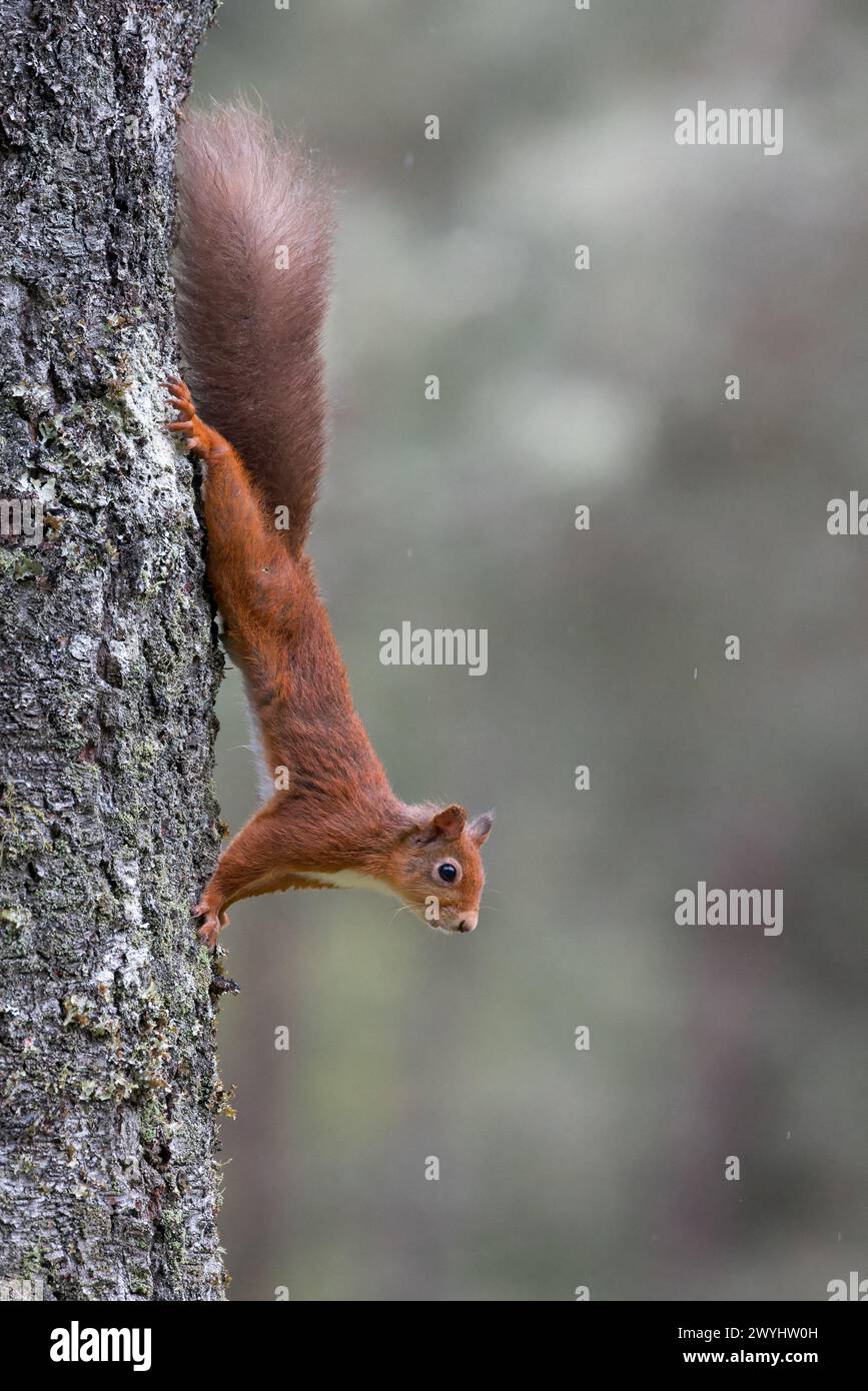 Écureuil rouge [ Sciurus vulgaris ] descendant un pin, Perthshire, Écosse, Royaume-Uni Banque D'Images