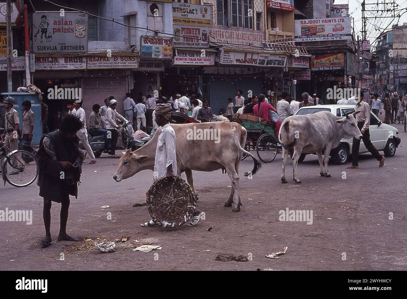 Mendiant regardant des restes de sapin sur la route avec des vaches sacrées, prise en 1992, Old Delhi district, New Delhi, Inde Banque D'Images