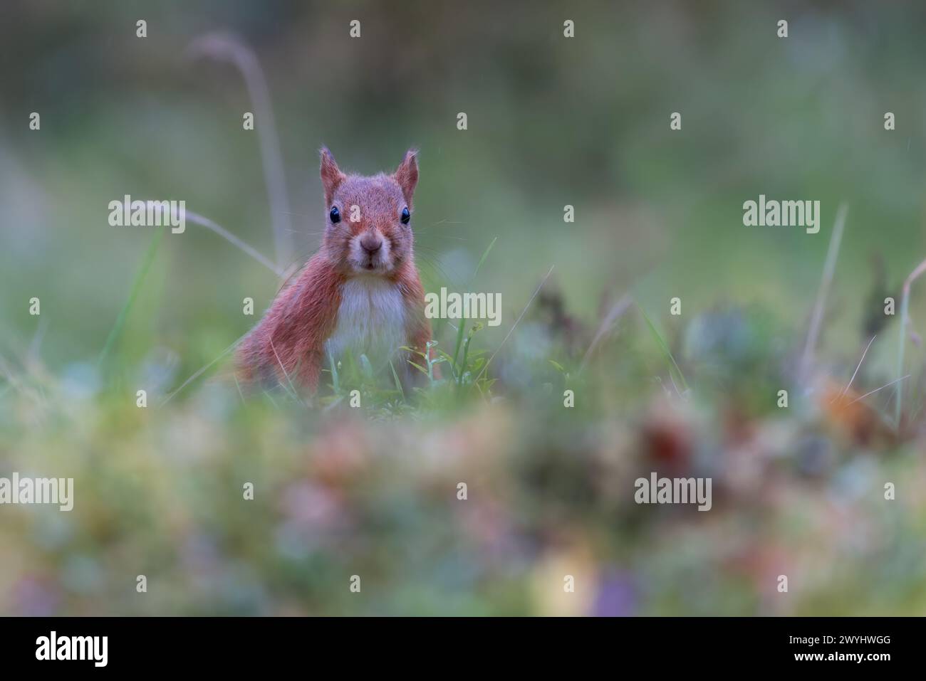 Écureuil roux [ Sciurus vulgaris ] sur le sol avec un feuillage hors foyer tout autour, Perthshire, Écosse, Royaume-Uni Banque D'Images