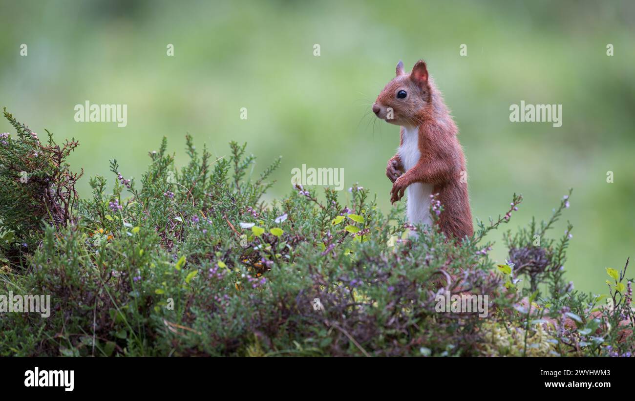Écureuil roux [ Sciurus vulgaris ] debout au milieu des bruyères, Perthshire, Écosse, Royaume-Uni Banque D'Images