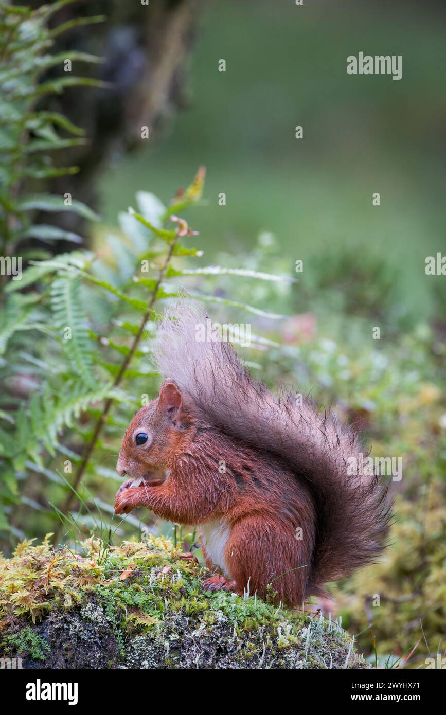 Écureuil rouge [Sciurus vulgaris] mangeant une noix sur un rocher mousselé appâté avec sa queue au-dessus de sa tête, Perthshire, Écosse, Royaume-Uni Banque D'Images