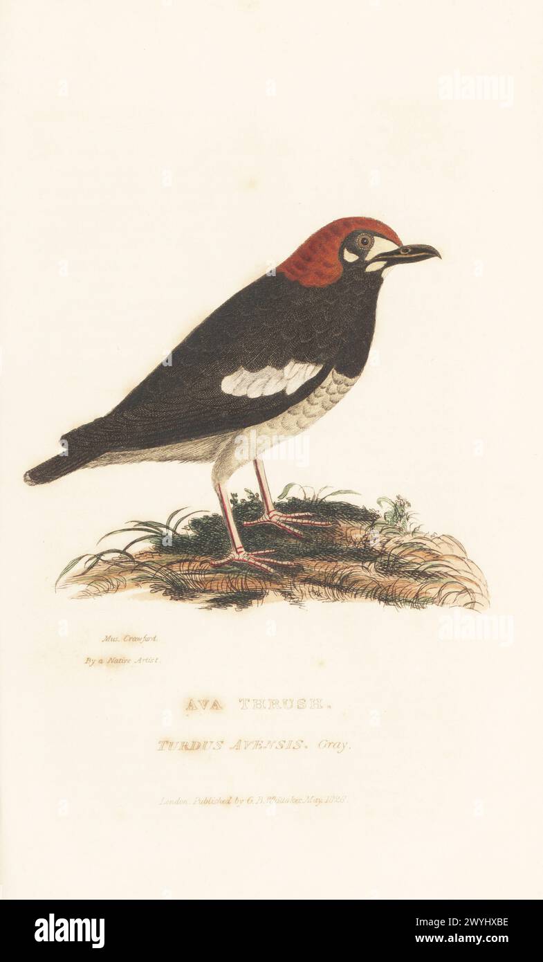 Muguet coiffé de châtaigniers, Geokichla interpres, en voie de disparition. La grive d'Ava, Turdus avensis Gray. D'après un spécimen du Museum Crawfurd (collection de dessins d'artistes indiens de M. Crawfurd à East India House). Gravure sur cuivre colorée à la main par Griffith, Harriet ou Edward, d'après une illustration de Charles Hamilton Smith tirée de The animal Kingdom d'Edward Griffith par le baron Cuvier, Londres, Whittaker, 1827. Banque D'Images