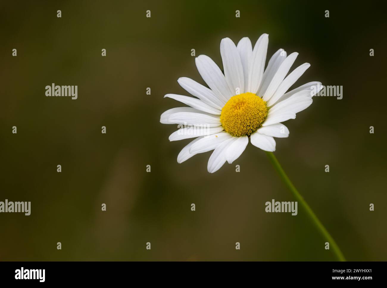 Fleur Oxeye Daisy avec fond hors foyer Banque D'Images