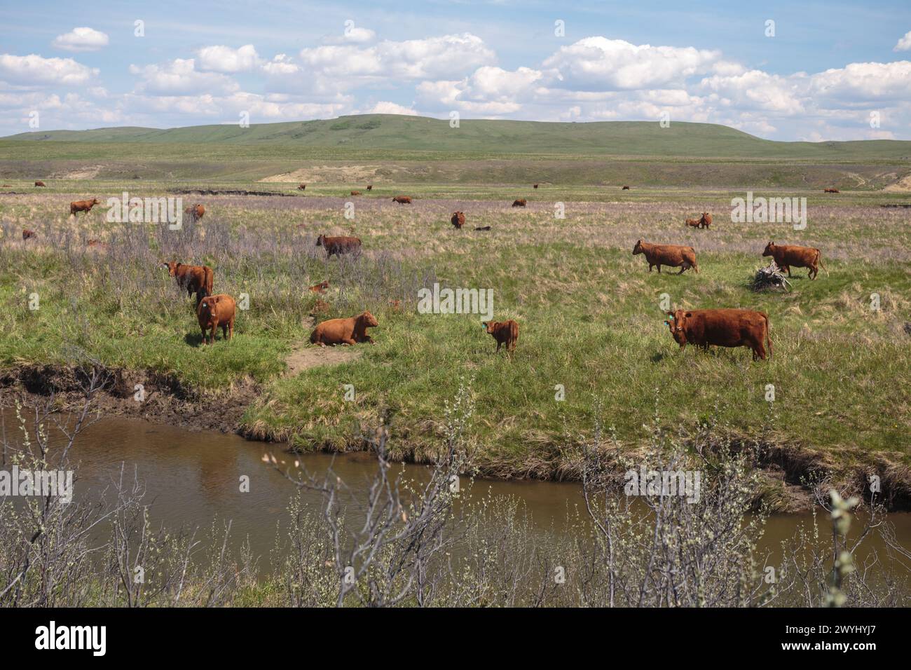 Vaches qui paissent sur des terres de ranch près du ruisseau Stimson, dans les contreforts et les prairies du sud de l'Alberta. Banque D'Images