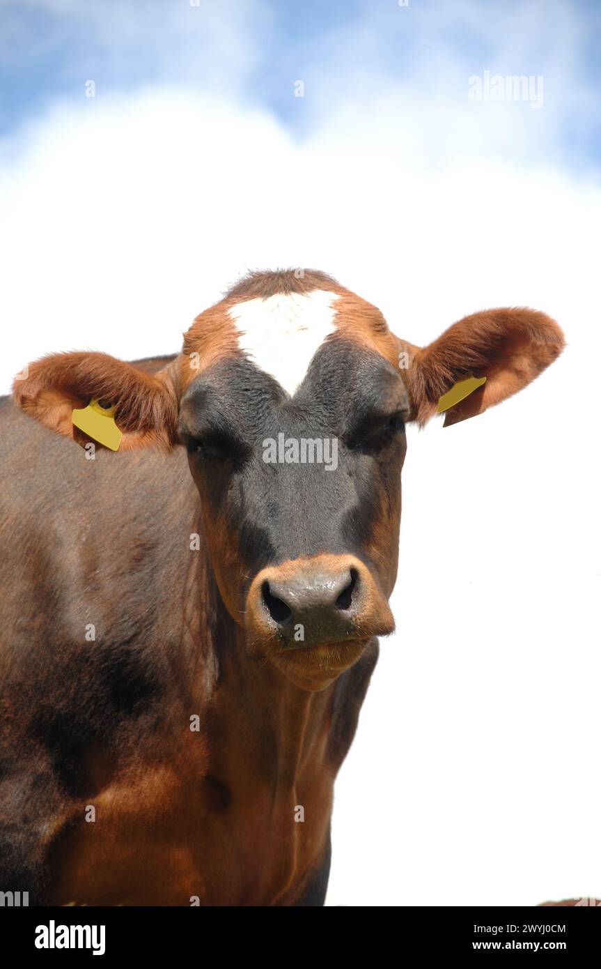 Visage de vache triste Banque D'Images