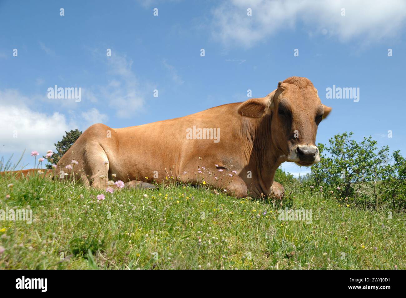 La vache triste repose sur l'herbe verte Banque D'Images