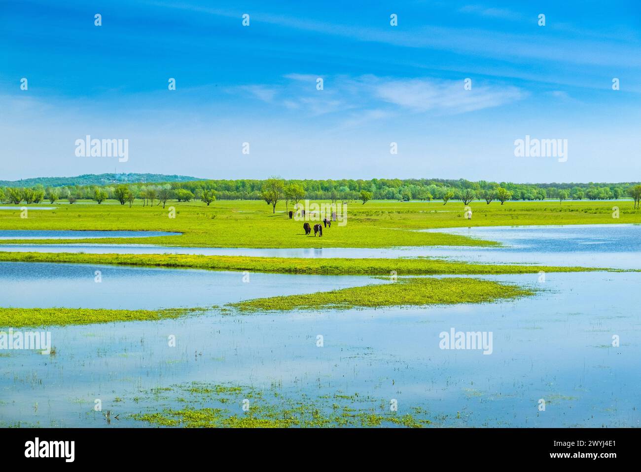 Beau paysage de campagne dans le parc naturel Lonjsko polje Osekovo, Croatie, de l'air au printemps Banque D'Images