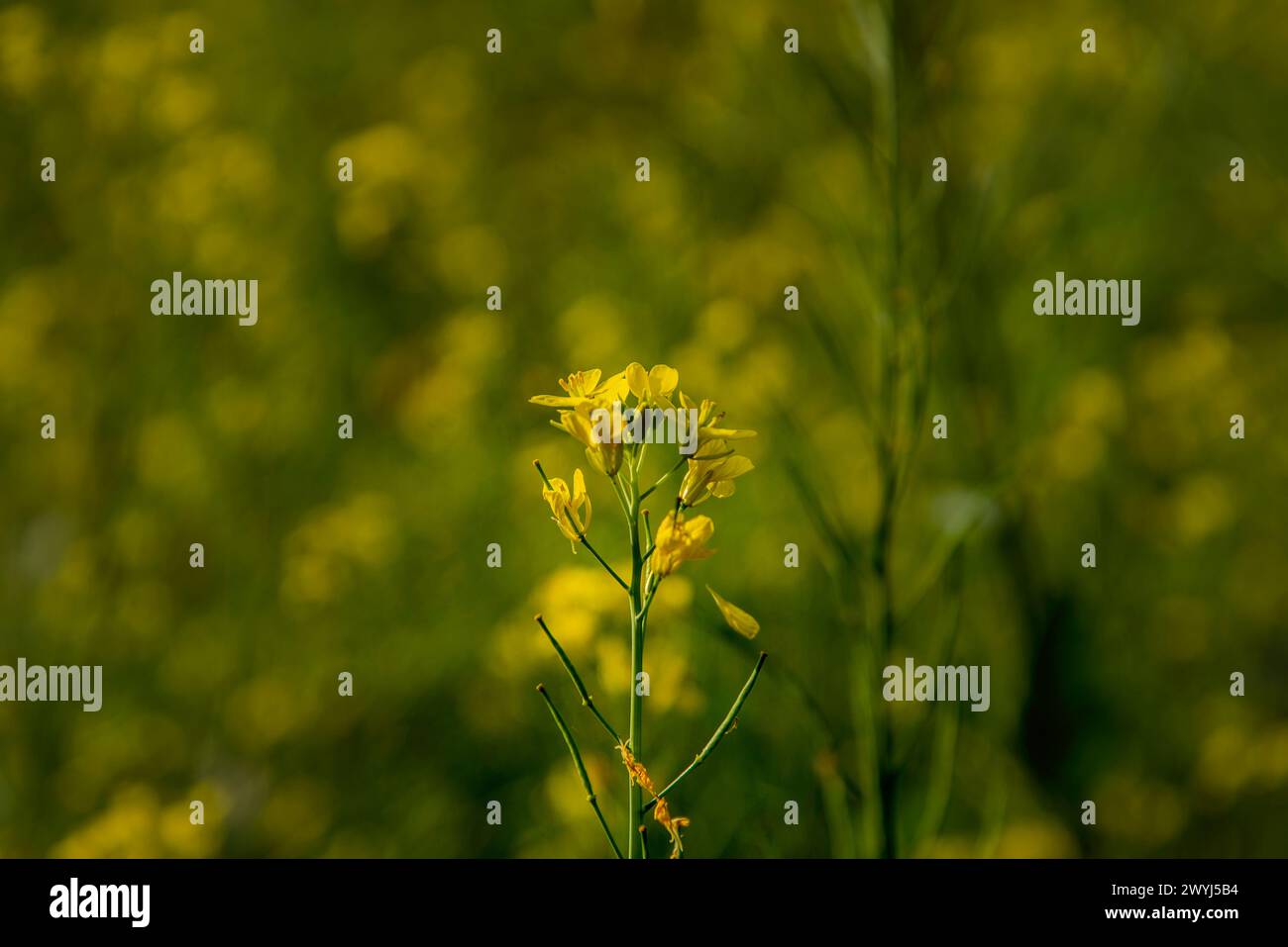 Fleur de moutarde. Les fleurs sont des structures reproductives des plantes qui sont responsables de la production de graines. Ils sont généralement colorés et parfumés Banque D'Images