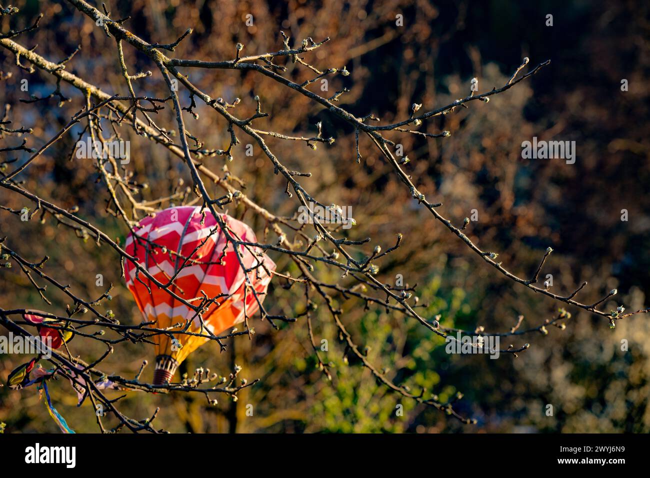 Dans le jardin : arbre avec des bourgeons et mini-ballon échoués dans le soleil du soir. Banque D'Images