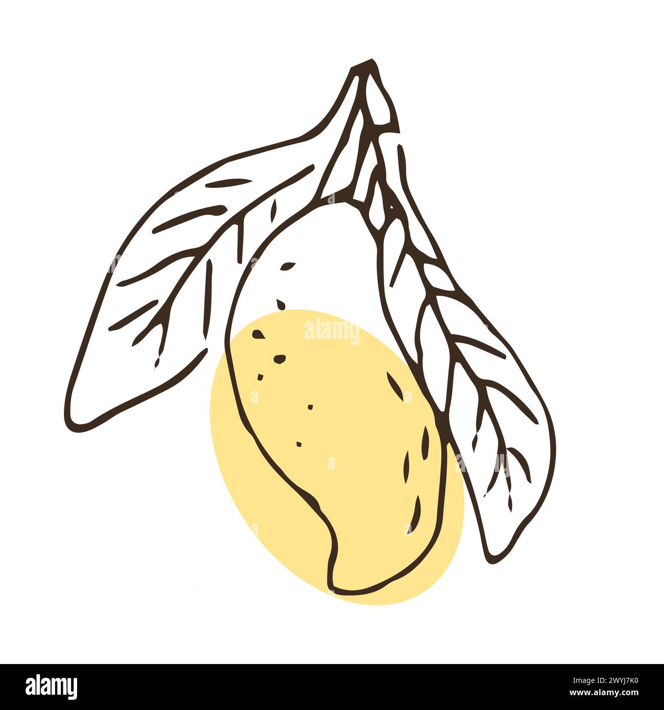 Fruit de mangue dessiné à la main avec feuille dans le croquis Illustration vectorielle de fruits tropicaux pour la santé - mangue. Peinture à l'encre art dans le style vintage. Illustration de Vecteur Fruit de mangue dessiné à la main avec feuille dans le croquis Illustration vectorielle de fruits tropicaux pour la santé - mangue. Peinture à l'encre art dans le style vintage. Illustration de Vecteur