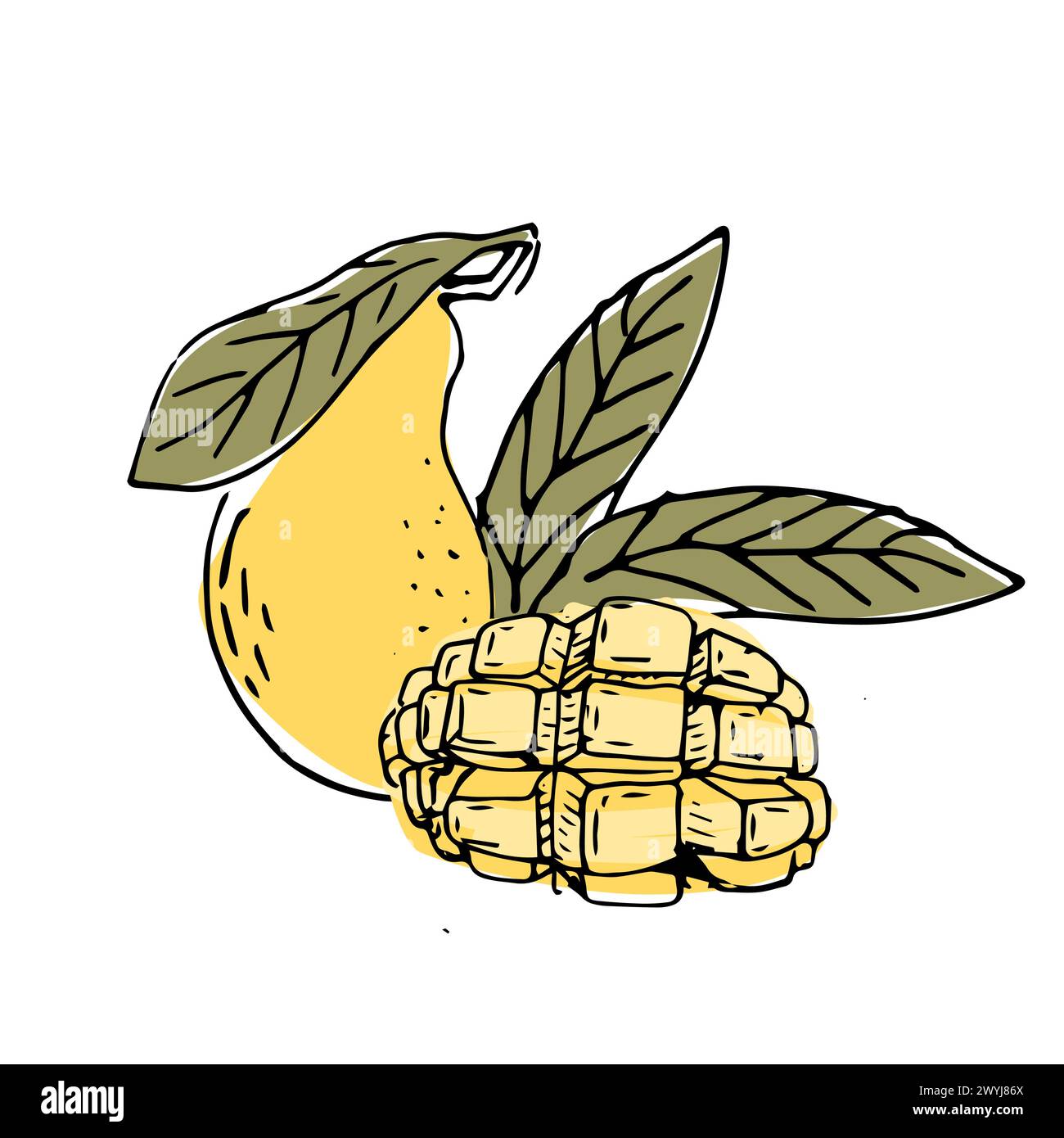 Fruit de mangue dessiné à la main dans l'illustration d'art de croquis. Illustration vectorielle de fruits tropicaux pour la santé - mangue. Peinture à l'encre art dans le style vintage. Illustration de Vecteur Fruit de mangue dessiné à la main dans l'illustration d'art de croquis. Illustration vectorielle de fruits tropicaux pour la santé - mangue. Peinture à l'encre art dans le style vintage. Illustration de Vecteur