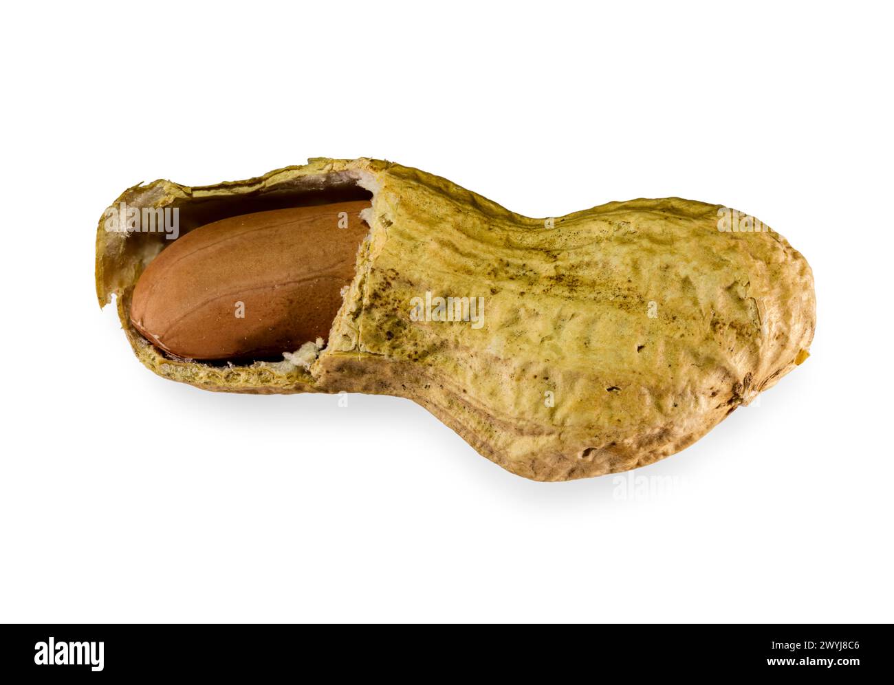 Photo isolée d'une arachide brisée brunâtre sur un fond blanc rectangulaire. Banque D'Images