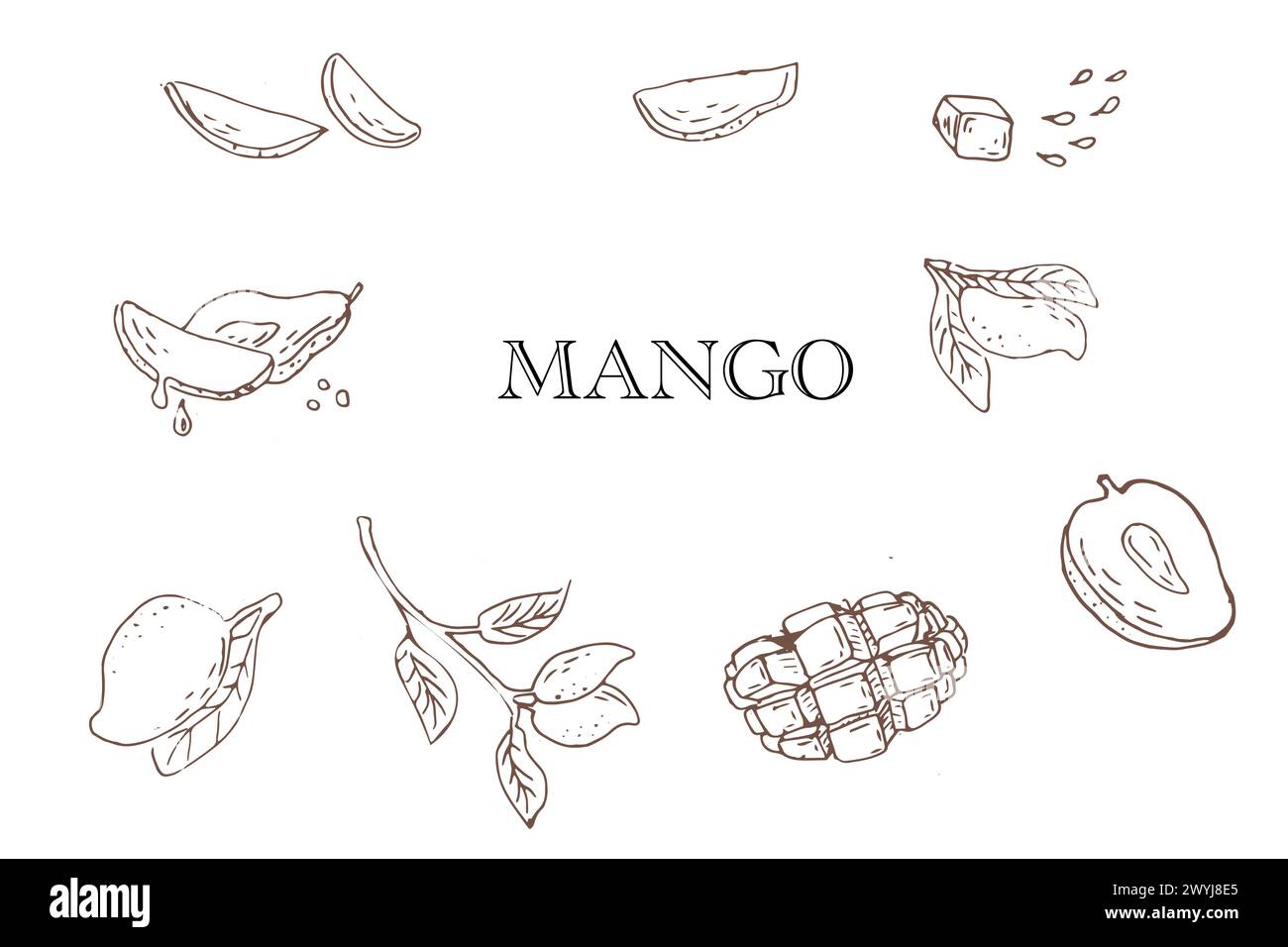 Contour fruit de mangue dessiné à la main dans l'illustration d'art de croquis. Illustration vectorielle de fruits tropicaux pour la santé - mangue. Peinture à l'encre art dans le style vintage. Illustration de Vecteur Contour fruit de mangue dessiné à la main dans l'illustration d'art de croquis. Illustration vectorielle de fruits tropicaux pour la santé - mangue. Peinture à l'encre art dans le style vintage. Illustration de Vecteur