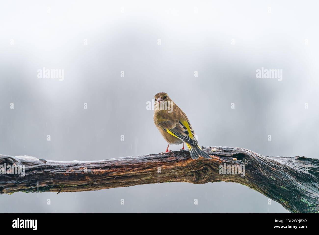 Femelle européenne (Chloris chloris) dans la forêt de Bialowieza, Pologne - foyer sélectif Banque D'Images