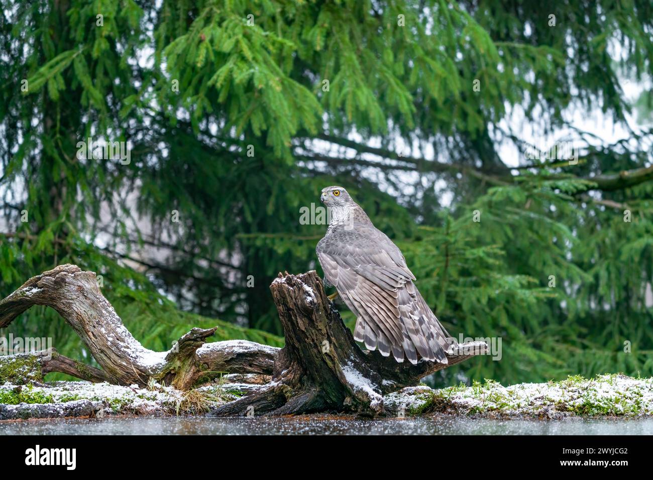 Goshawk eurasien (Accipiter gentilis) dans la forêt de Bialowieza, Pologne. Mise au point sélective Banque D'Images