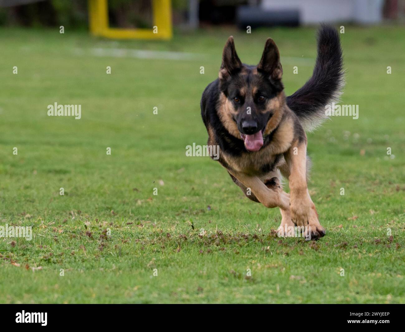 Lauingen, Allemagne. 04th Apr, 2024. Un chien de berger allemand court sur le terrain d'entraînement du Berger allemand Dog Club. Le 22 avril 1899, l'Association allemande des chiens de berger a été fondée lors d'une exposition canine à Karlsruhe. Aujourd'hui, l'organisation faîtière des éleveurs et propriétaires de bergers allemands est basée à Augsbourg. Crédit : Stefan Puchner/dpa/Alamy Live News Banque D'Images