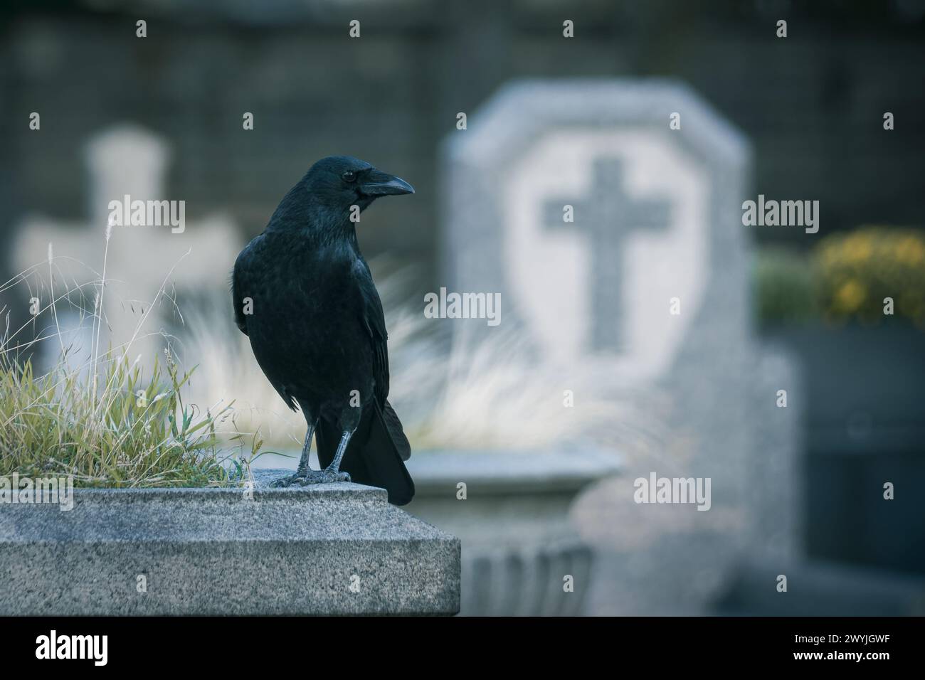 Corbeau posant sur une tombe dans un cimetière Banque D'Images Corbeau posant sur une tombe dans un cimetière Banque D'Images