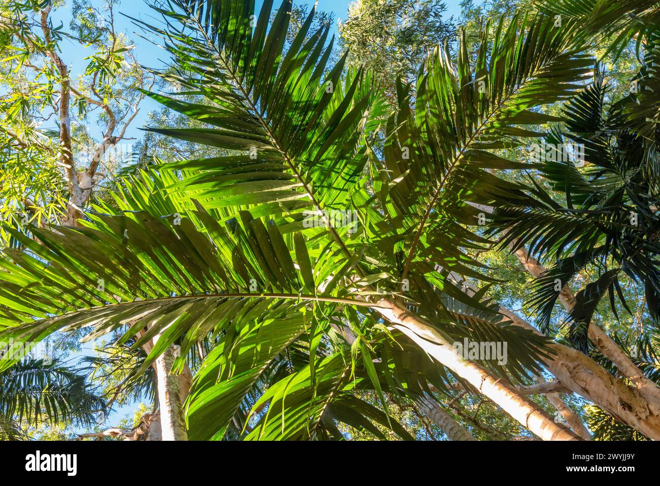 Palmier à Carpentaria (Carpentaria acuminata) dans l'extrême nord du Queensland, en Australie Banque D'Images