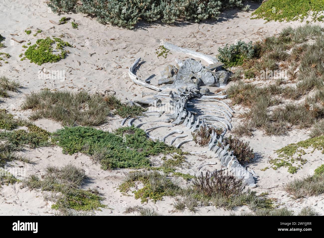 Squelette de rorqual à bosse (Megaptera novaeangliae), sur sable, jeune. Banque D'Images