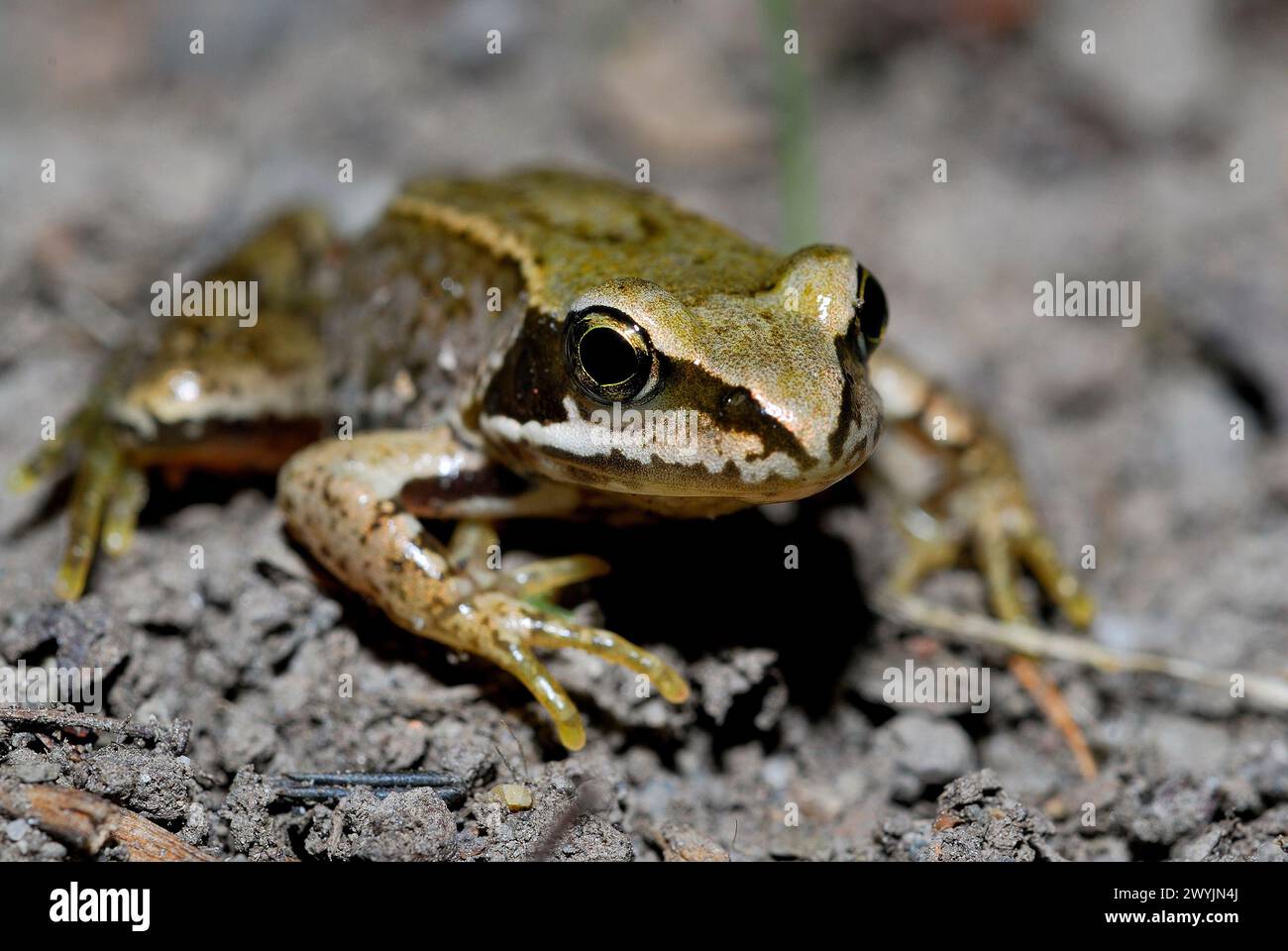 Grenouille commune (Rana arvalis) dans un étang près de Goslar, Allemagne Banque D'Images