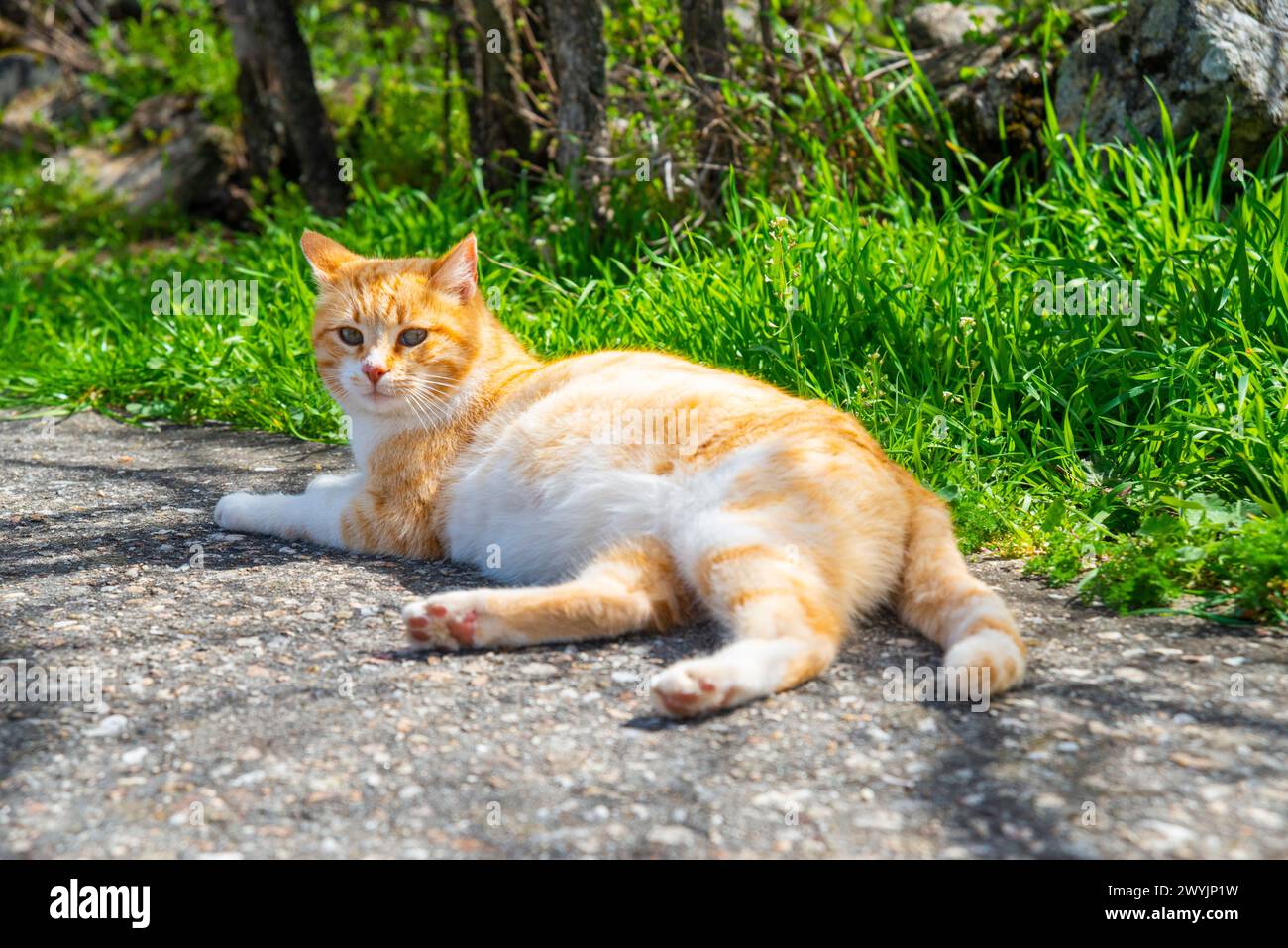 Tabby et blanc couché. Banque D'Images