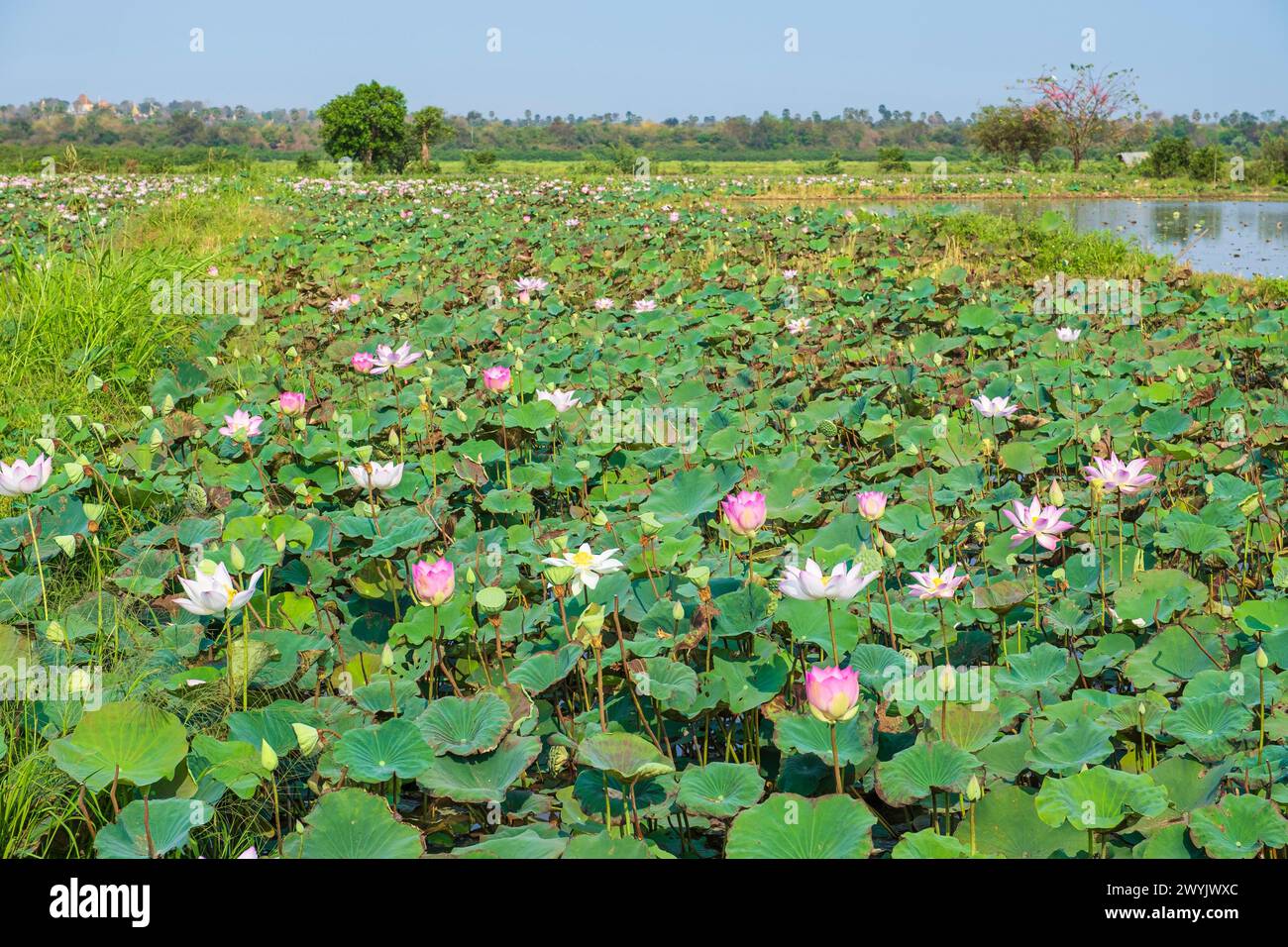 Cambodge, Kampong Cham, culture de fleurs de lotus Banque D'Images