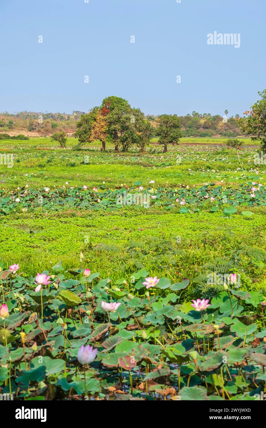 Cambodge, Kampong Cham, culture de fleurs de lotus Banque D'Images