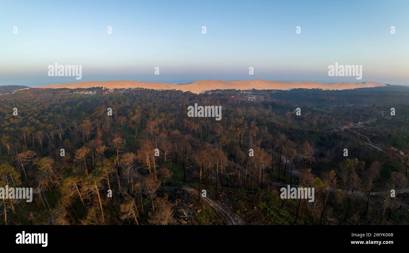 France, Gironde, bassin d'Arcachon, la teste-de-buch, dans la forêt après les incendies de juillet 2022 (vue aérienne) Banque D'Images