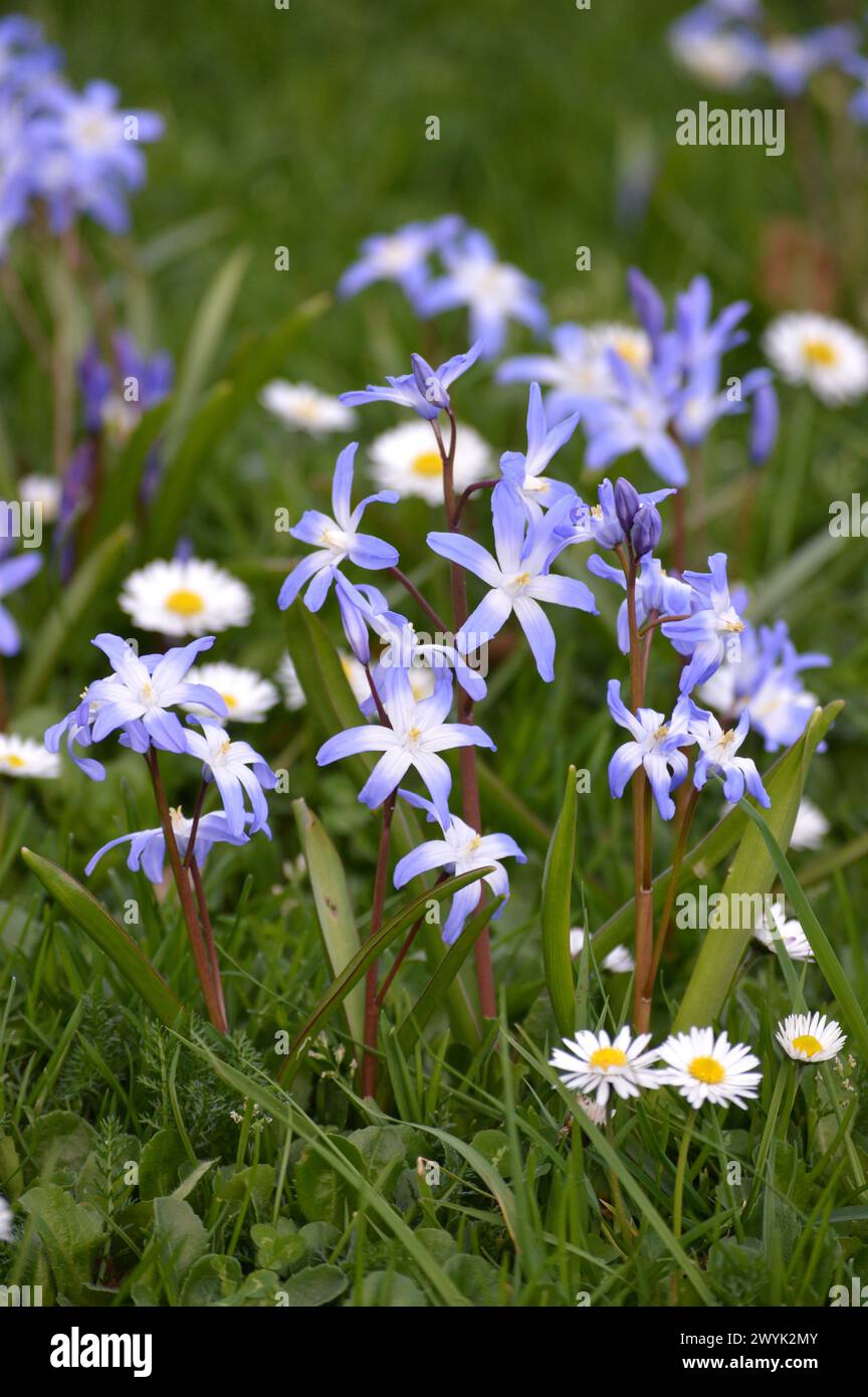 Gloire de la neige, Kew Gardens, Londres, mars 2024 Banque D'Images