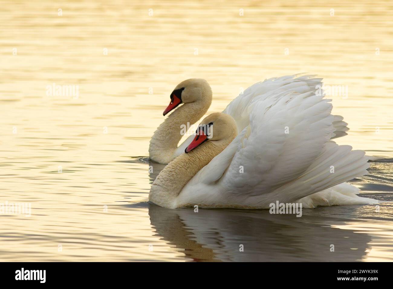 Couple de cygnes muets à la surface du lac (Cygnus olor) Banque D'Images