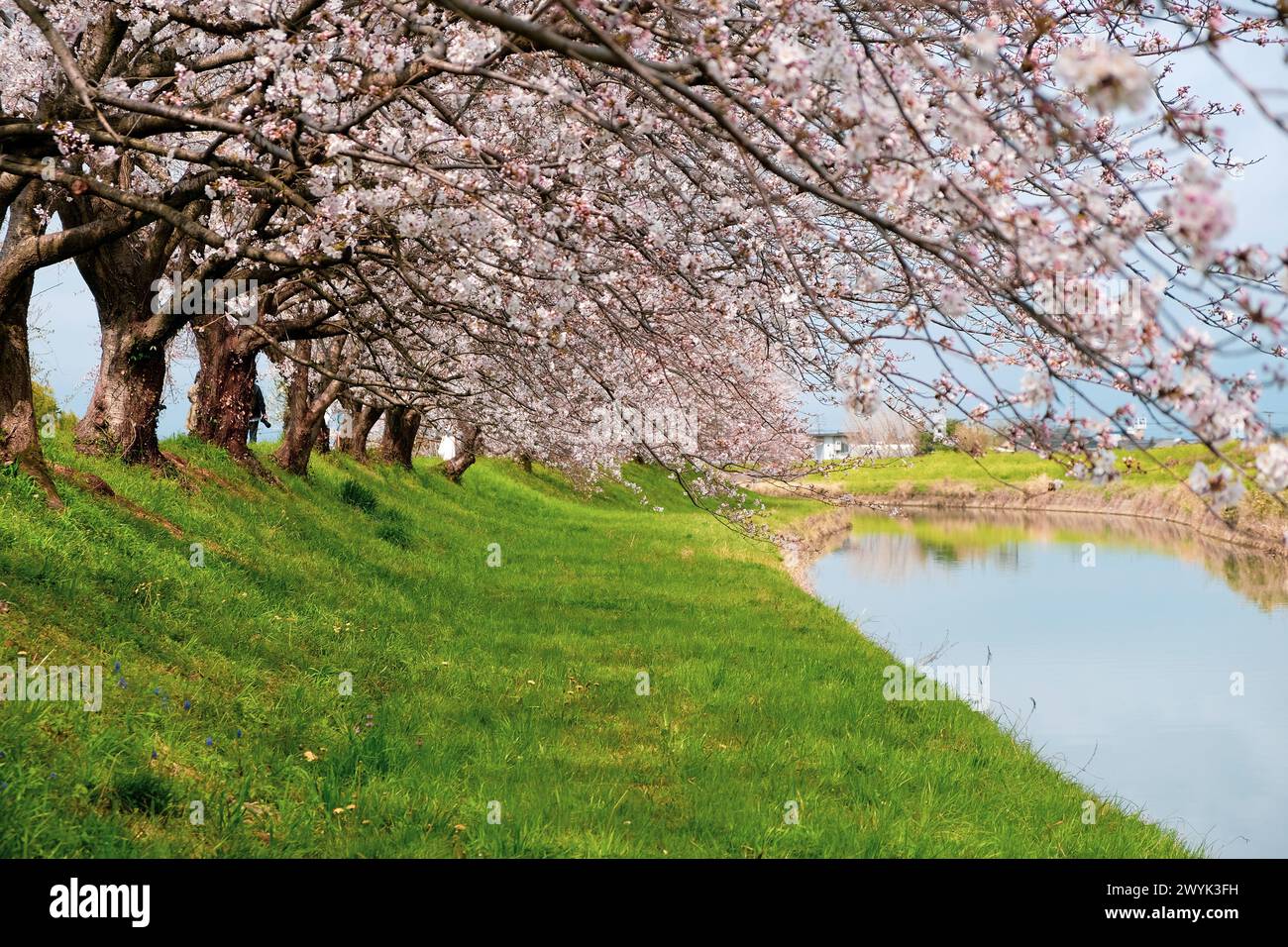 Fukuoka Sakura fleurit au bord de la rivière Banque D'Images