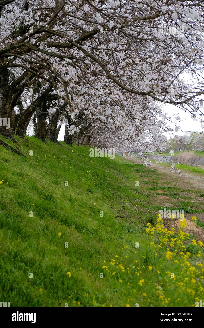 Fukuoka Sakura fleurit au bord de la rivière Banque D'Images