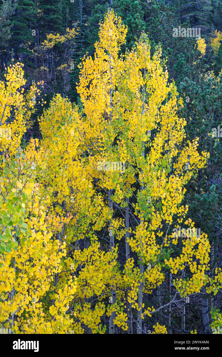 Les arbres d'Aspen commencent à changer de couleur au début de l'automne près d'Estes Park, Colorado Banque D'Images
