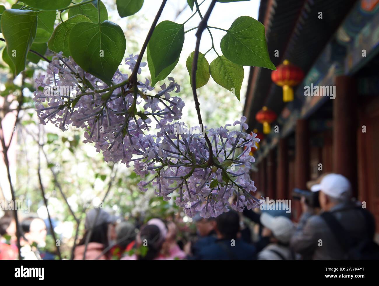 Pékin, Chine. 7 avril 2024. Cette photo prise le 7 avril 2024 montre des lilas en fleurs au temple Fayuan à Pékin, capitale de la Chine. Crédit : Luo Xiaoguang/Xinhua/Alamy Live News Banque D'Images