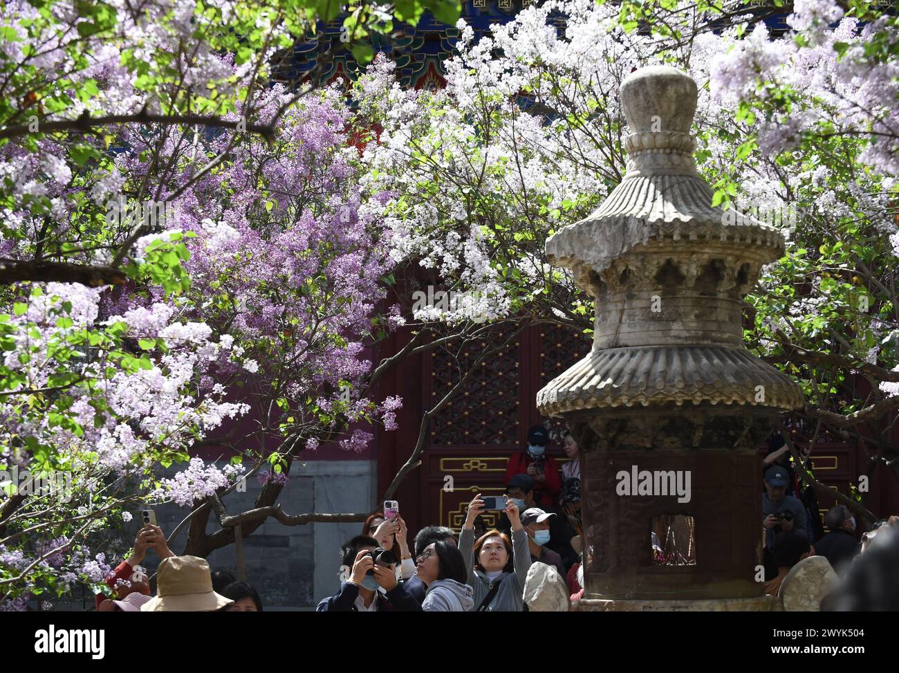 Pékin, Chine. 7 avril 2024. Les touristes prennent des photos de lilas en fleurs au temple Fayuan à Pékin, capitale de la Chine, le 7 avril 2024. Crédit : Luo Xiaoguang/Xinhua/Alamy Live News Banque D'Images