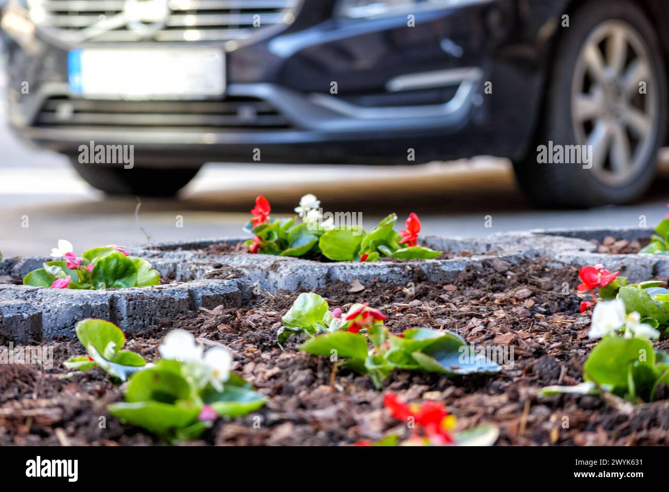 Semis de fleurs rouges dans le sol dans un environnement urbain avec une voiture en arrière-plan Banque D'Images