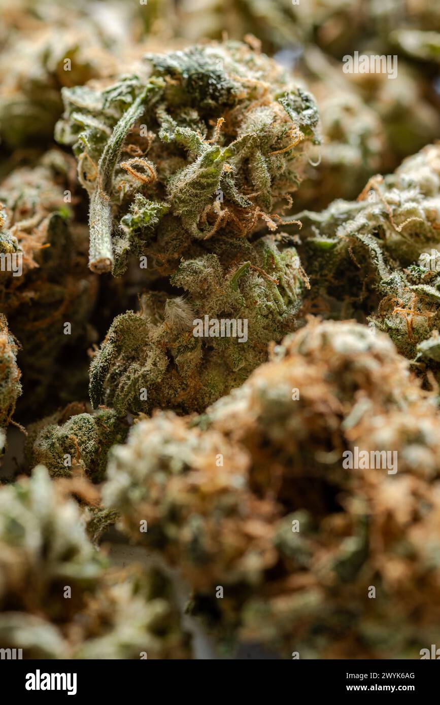 gros plan de nombreux bourgeons de marijuana séchés Banque D'Images