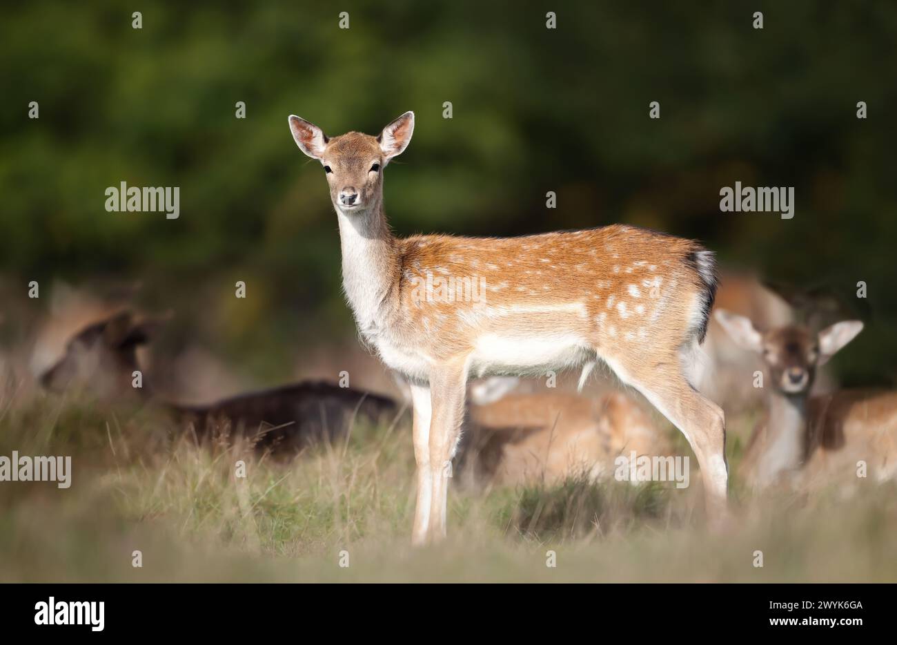 Gros plan d'un jeune cerf en jachère debout dans le pré Banque D'Images